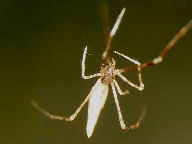 La fantomatica Rhomphaea - Santa Teresa Gallura (OT)
